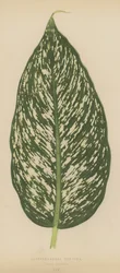 Dieffenbachia Seguina, variété Maculata